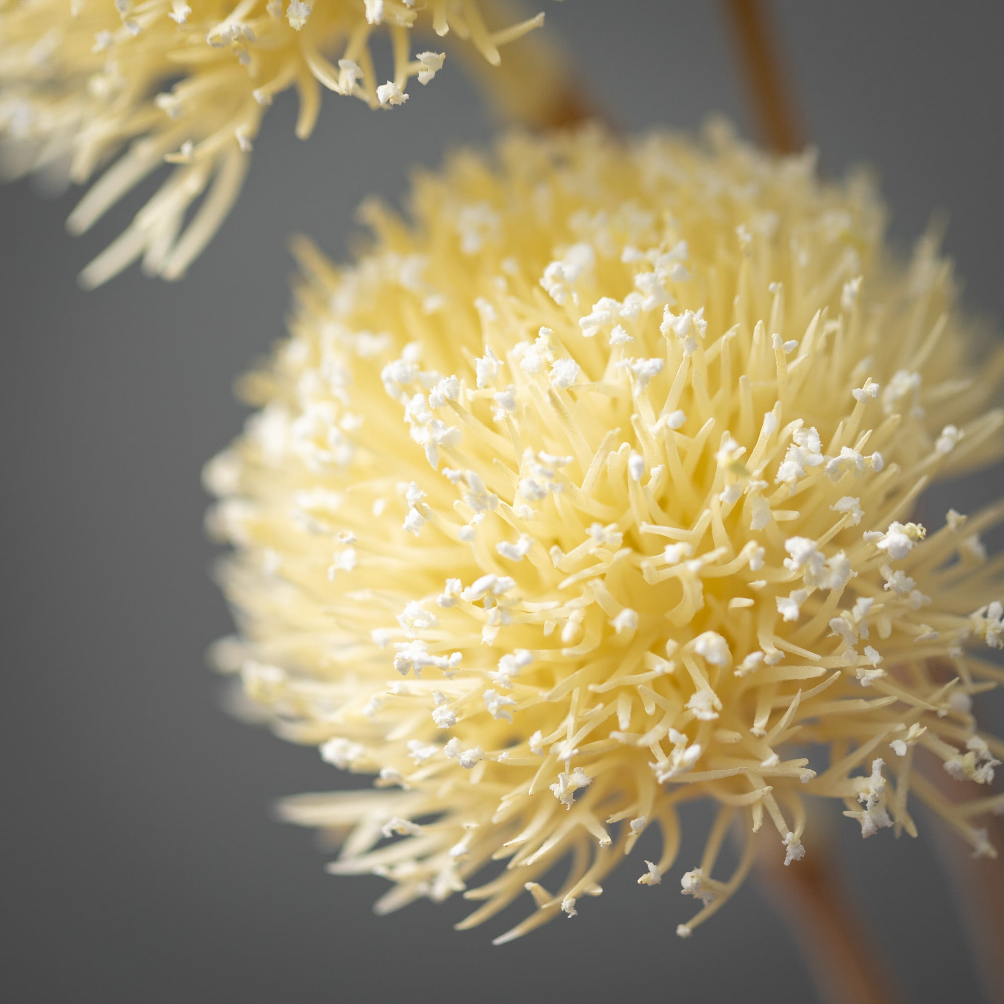Sullivans Artificial Dried Allium Bud Stem 24.5"H Off-White