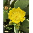 Creation Cultivated Live "Spineless Prickly Pear Cactus" Opuntia
