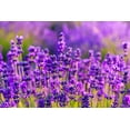 thumbnail image 4 of Lavender Seeds - Common English | 800+ Non-GMO Garden Seeds, 4 of 5