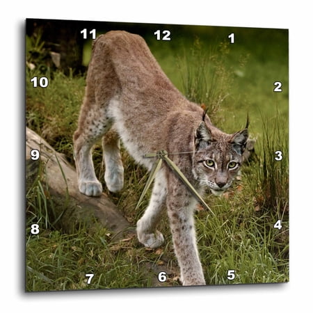 3drose, Scandinavia, Finland. Lynx Lynx, European Lynx Walking in Forest., 10x10 Wall Clock