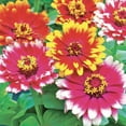 thumbnail image 2 of American Seed Zinnia Carousel Mix Annual Flower Seeds Full Sun, 2 of 7