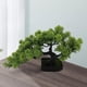 thumbnail image 4 of Árbol de simulación Macarena Bonsái de simulación, 4 of 8