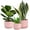 Pink, variant on WHOMEPAA Ceramic Plant Pots,Modern Indoor Planters with Drainage Holes and Saucers,Garden Pots 4.3/5.3/6.7 inchs Set of 4,Flower Pot with Hole Mesh Pad for House Outdoor Indoor Plants and Flowers