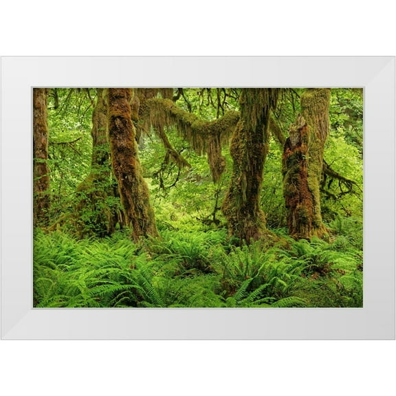 Jones, Adam 14x11 White Modern Wood Framed Museum Art Print Titled - Big Leaf Maple tree draped with Club Moss-Hoh Rainforest-Olympic National Park-Washington State