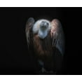 thumbnail image 2 of Kamera 23x20 Black Ornate Wood Framed with Double Matting Museum Art Print Titled - observant, 2 of 4