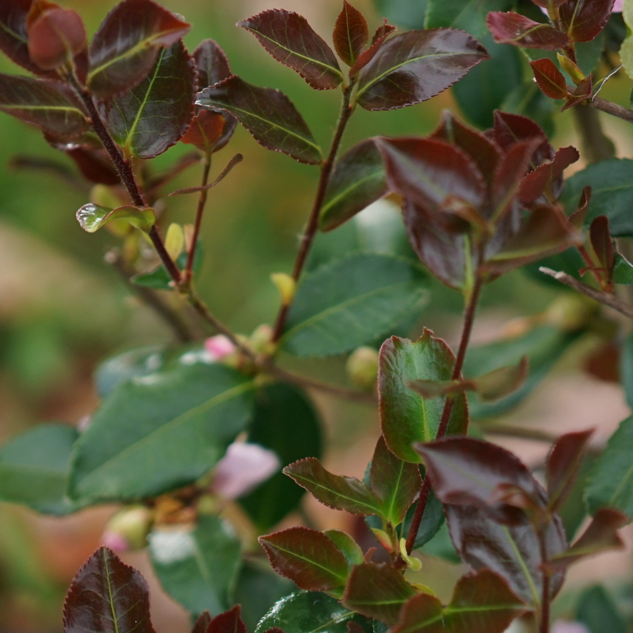 Proven Winners ColorChoice 5" Pink Just Chill Red Tip Camellia Live Plant in 4.5" Pot (4 Count)