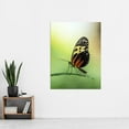thumbnail image 2 of Warby Numata Longwing Butterfly Nature Photo Extra Large XL Wall Art Poster Print, 2 of 3