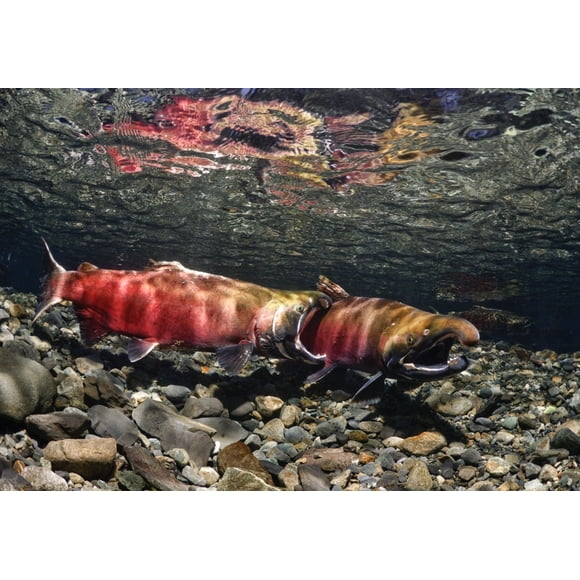 Coho Mâle en Compétition Agressive pour les Femelles dans le Ruisseau de Puissance, le Delta du Fleuve de Cuivre Près de Cordova et le Son de Prince William, Affiche d'Alaska du Centre-Sud (34 x 22)