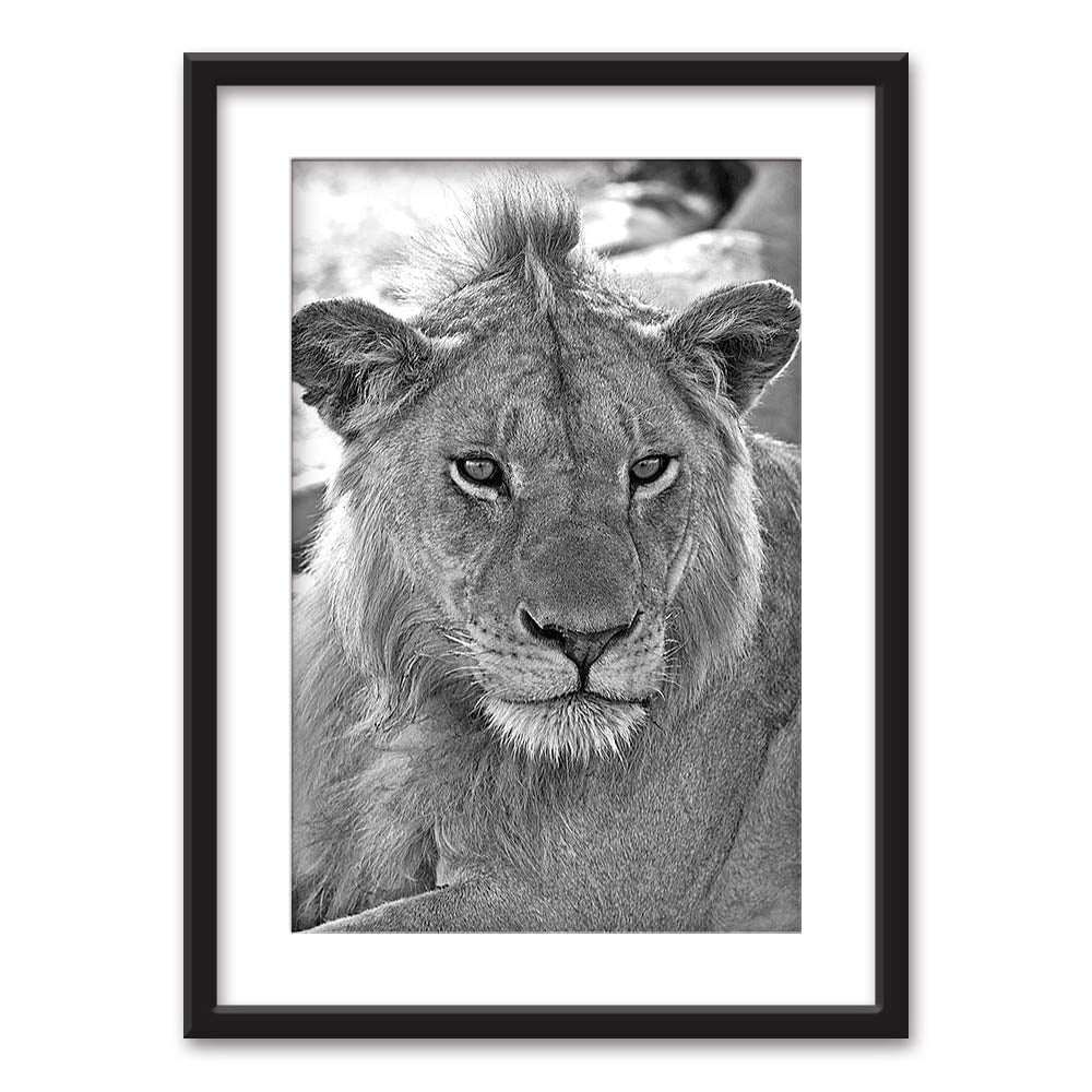 wall26 Framed Wall Art Lion in Black White Black Picture Frames