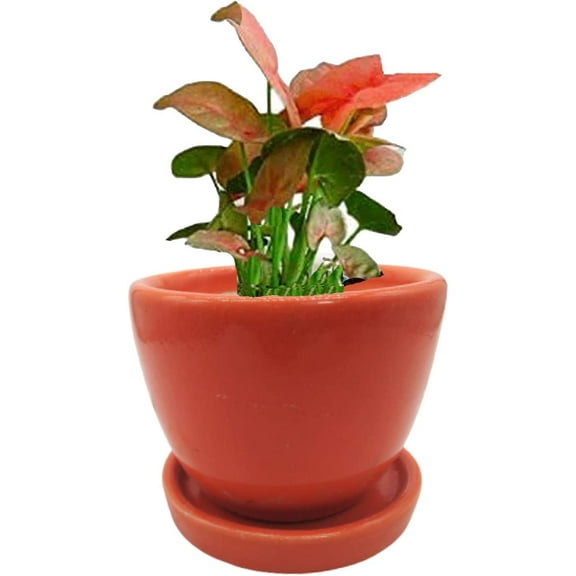 India Meets India Cup Plate Ceramic Flower Pot Planter Indoor Outdoor Planter 3 Inch Handicraft by Awarded Indian Artisan (Red)