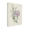 thumbnail image 2 of Trademark Fine Art 'Antique Botanical XXX Cream' Canvas Art by Wild Apple Portfolio, 2 of 3