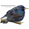 thumbnail image 3 of CafePress - European Starling Mug - 11 oz Ceramic Mug - Novelty Coffee Tea Cup, 3 of 6