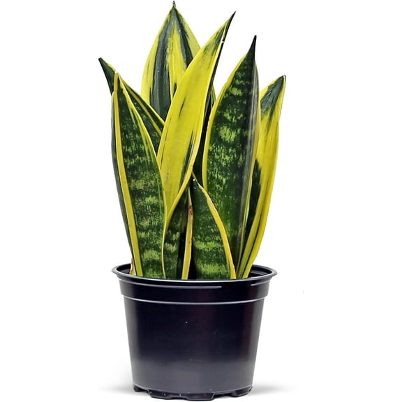 Live Snake Plant, Sansevieria Golden Flame, Plant Lover Gift, Housewarming Gift, Indoor Potted Variegated Plant, Office Gift, Birthday Gift, Thank You Gift; Get Well Gift in 6" Pot