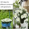 thumbnail image 3 of Morttic 2 Pcs Artificial Geraniums for Outdoor Silk Geranium Flowers Red Artificial Geranium Bush Faux Flowers Geraniums Branch for Garden Patio Grave Cemetary Vase Table Centerpiece Indoor Decor, 3 of 6