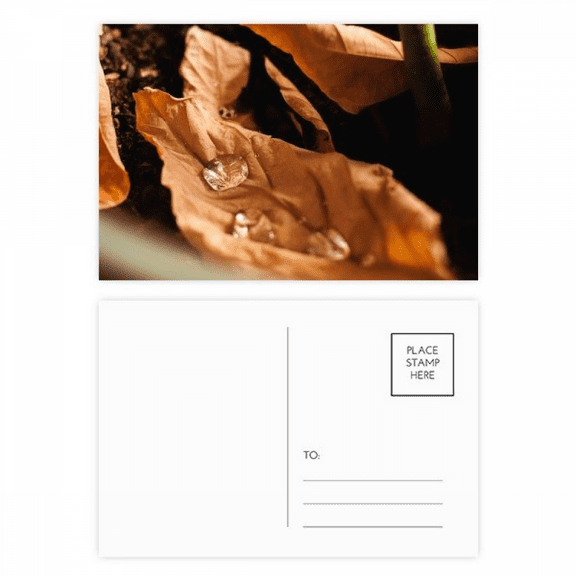 fallen nature photography postcard set birthday mailing thanks greeting card