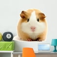thumbnail image 1 of Guineapig over White Wall Decal by Wallmonkeys Peel and Stick Graphic (36 in H x 33 in W) WM216306, 1 of 4