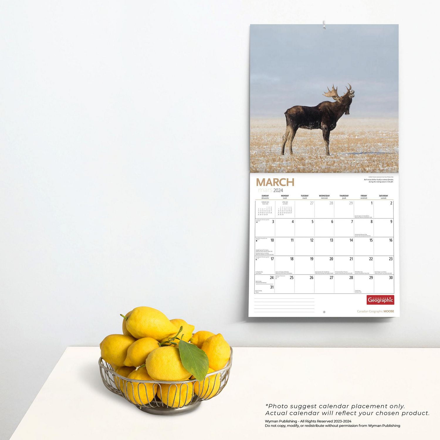 Wyman Publishing Élans par Canadian Geographic 2024 30.48x60.96 CM Mur Carré Calendrier, 9781525611711