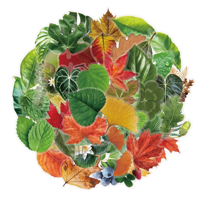 Calcomanías estéticas de PET Sticker Collection Nature Leaf, 50 unidades