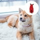thumbnail image 4 of Disfraz de mascota de Halloween ropa estereoscópica de diablo para cachorro de mascota, 4 of 6