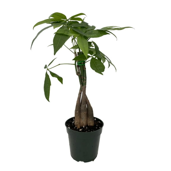 Twisted Money Tree - Pachira - 4" Pot - Easy House Plant - Trending