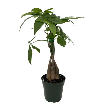 Twisted Money Tree - Pachira - Easy to Grow House Plant - 5" Pot