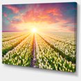 thumbnail image 2 of Blooming White Tulips, 2 of 3