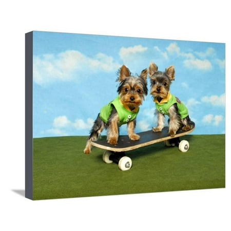 Yorkie For Sale In Memphis Yorkies On A Skateboard Stretched Canvas Print Wall Art By Blueiris ()