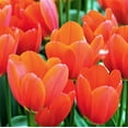 thumbnail image 5 of Tulip Flower Bulbs Single Form, Avignon from Easy to Grow Bulbs, 5 of 6