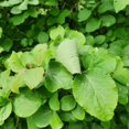 thumbnail image 5 of American Witch Hazel Hamamelis Virginiana Tree, Live American Witch Hazel Plant, Outdoor Landscape, 6 Inches Tall, 5 of 5