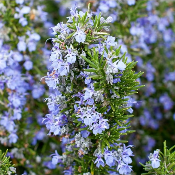 Set 3 Tuscan Blue Rosemary Plants 4-7" Tall for Planting, Rosemary Plants, Fragrant Herb
