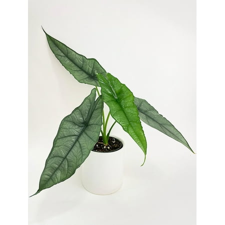 Bumble Plants Alocasia Heterophylla Silver 'Dragon's Breath - Full Live Colorful Houseplant in Nursery Pot, Easy Care, Indoor Plant for Beginners