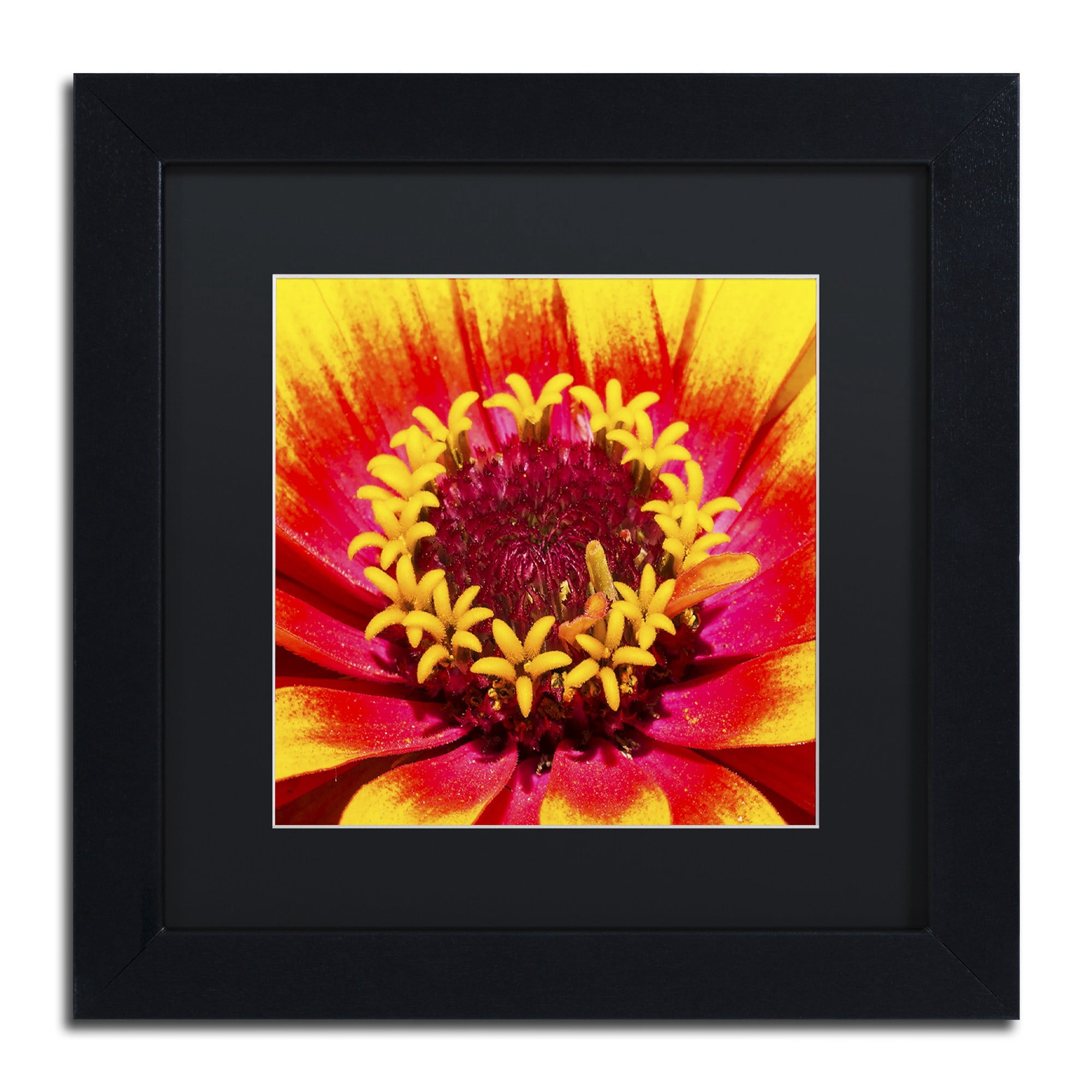 Trademark Fine Art "Floral Mass Coronal Ejection" Canvas Art by Kurt Shaffer, Black Matte, Black Frame