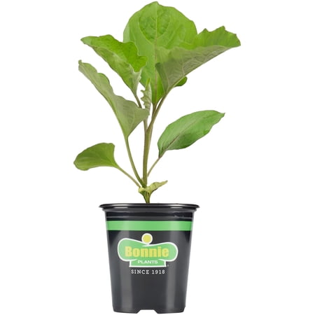 Bonnie Plants Organic Shikou Eggplant 14.6 oz.
