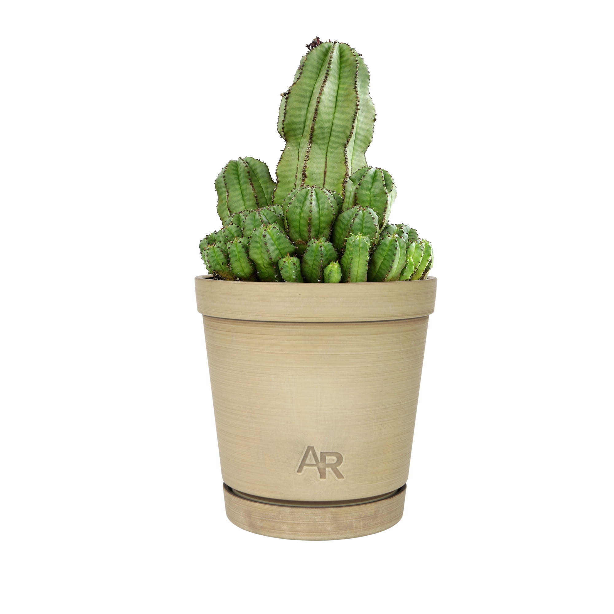 Altman Plants Tanzanian Zipper Plant, Euphorbia Cactus | 6in Décor