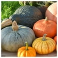 thumbnail image 2 of Everwilde Farms - 1 oz Chicago Warted Hubbard Winter Squash Seeds - Gold Vault Bulk Seed Packet, 2 of 2