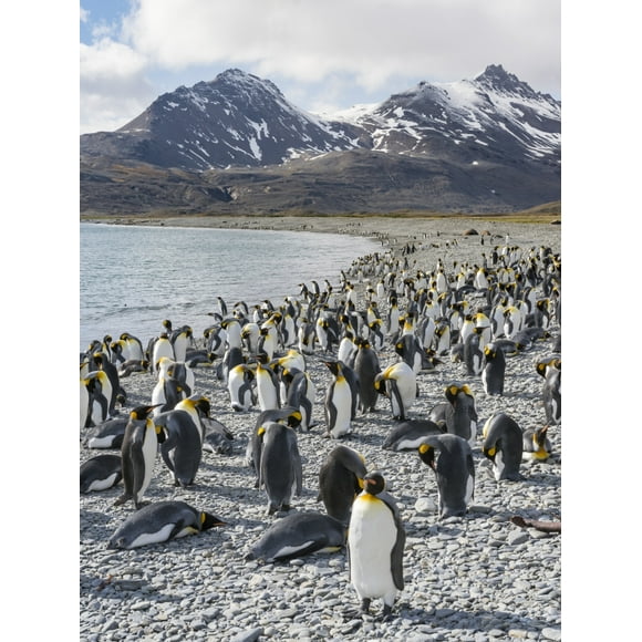 King Penguin rookery in Fortuna Bay. South Georgia Island Poster Print by Martin Zwick (24 x 36)