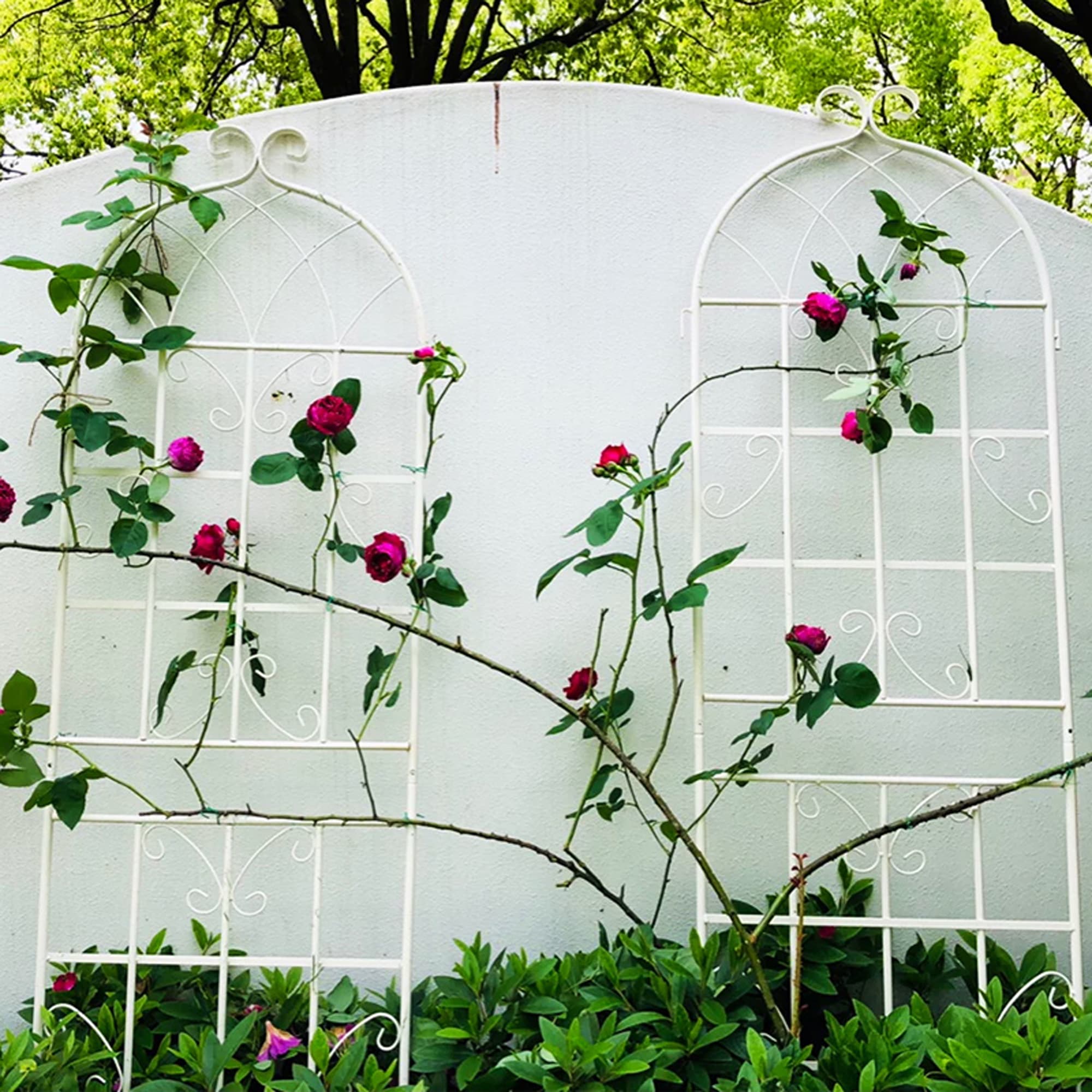 MAYEERTY 4 Pack Metal Garden Trellis 71 x 19.7 Inch Rustproof Climbing Plants Support Cream White Outdoor Flower