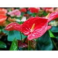 thumbnail image 3 of Gardenera Labs Anthurium Potting Mix - Crafted for Superior Performance and Colorful Blooms - 10 QUARTS, 3 of 6