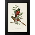 thumbnail image 2 of Gould, John 13x18 Black Modern Framed Museum Art Print Titled - Elegant Trogons I, 2 of 5