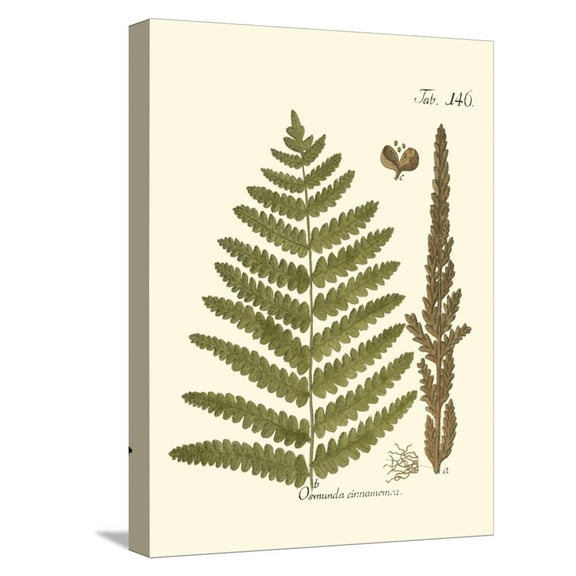 Art.com Small Antique Fern VI Stretched Canvas Print Wall Art by Vision Studio, 12" x 16"