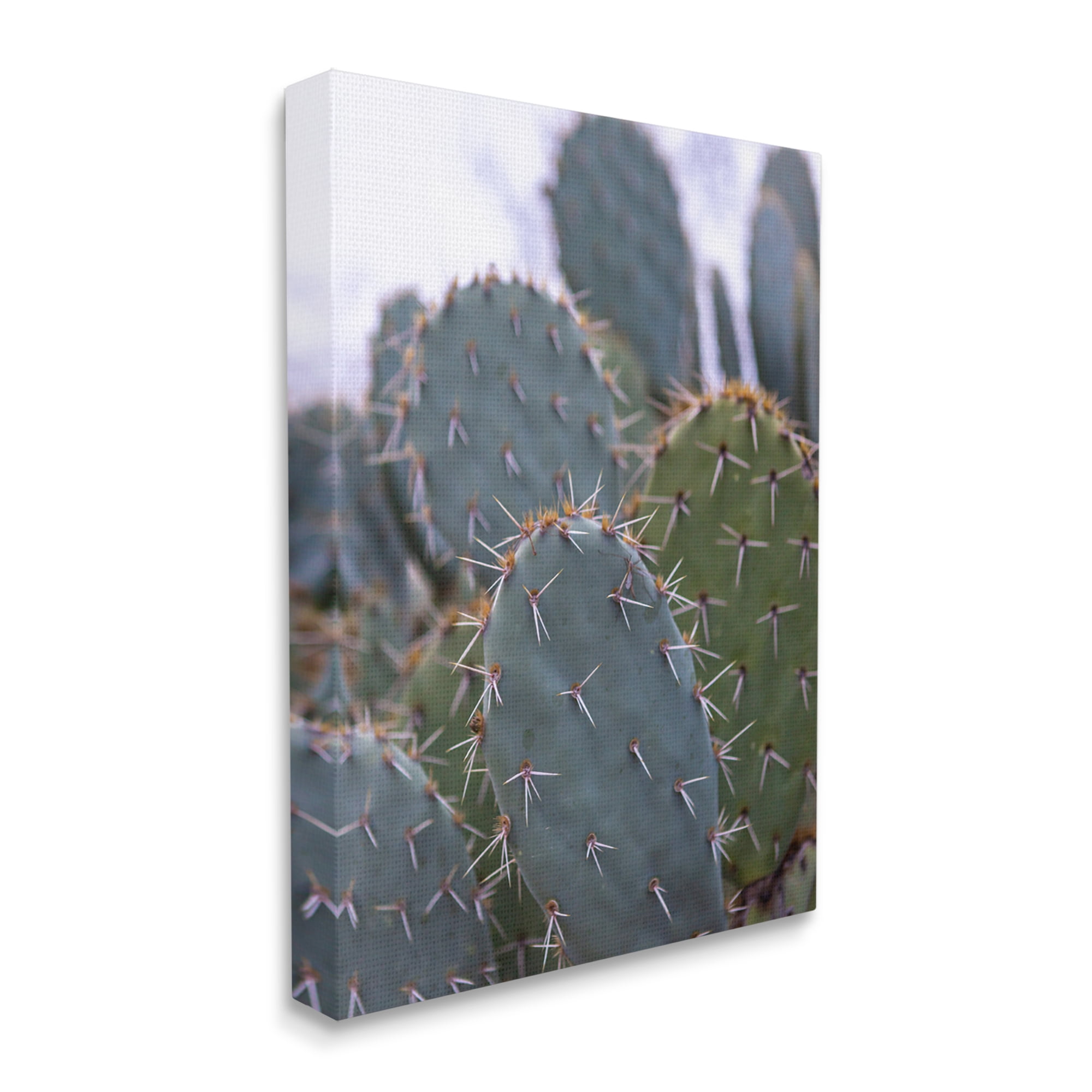 Stupell Industries Prickly Cactus Thorns Close Up Photography Desert Vegetation Photograph Gallery Wrapped Canvas Print Wall Art, Design by Jeff Poe Photography