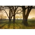 thumbnail image 2 of Vest, Christopher 14x11 Black Ornate Wood Framed with Double Matting Museum Art Print Titled - Meadow Dandelions Trees, 2 of 4