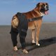 thumbnail image 2 of Dog Hip Brace | Adjustable Leg Support for Dogs | Knee & Joint Protector, 2 of 5