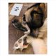 thumbnail image 4 of Kit ImpresióN Patas para Perros Gatos, 4 Almohadillas Sin Tinta, 8 Tarjetas ImpresióN, Almohadilla Sello Nariz Perros, TáCtiles, 4 of 5