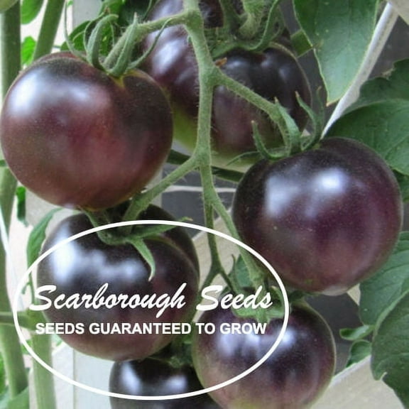 SCARBOROUGH SEEDS ORGANIC BLACK CHERRY TOMATO 50 SEEDS HEIRLOOM OPEN-POLLINATED