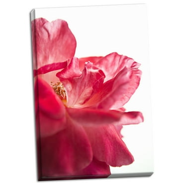 Gango Home Decor Contemporary Pink Floral Close-Up by Karyn Millet (Ready to Hang); One 16x24in Hand-Stretched Canvas