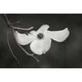 thumbnail image 3 of Geyman, Vitaly 18x13 Black Modern Framed Museum Art Print Titled - Dogwood Delicacy I BandW, 3 of 5