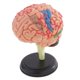 thumbnail image 2 of Modelo de Anatomía Estructural del Cerebro Desmontado 4D Sunnimix, 2 of 8