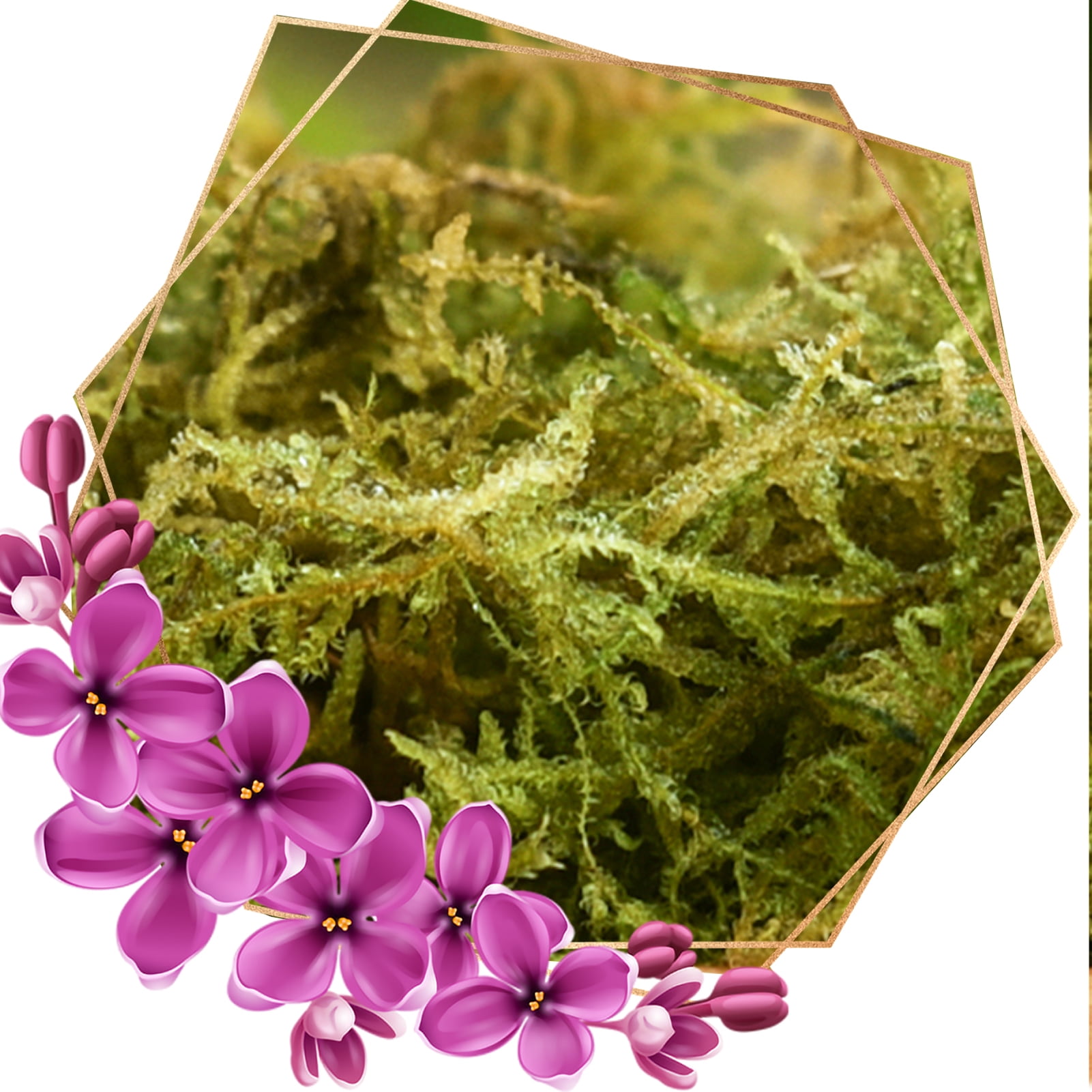 Natural Forest Moss for Plants and Reptiles Dried Green Sphagnum Moss Potting Mix for Orchid Plants Succulent Reptiles