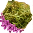 thumbnail image 5 of Natural Forest Moss for Plants and Reptiles Dried Green Sphagnum Moss Potting Mix for Orchid Plants Succulent Reptiles, 5 of 7